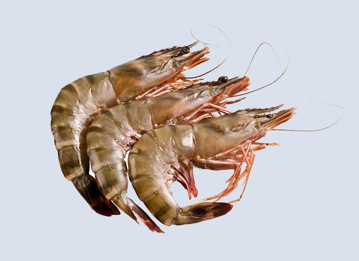 Brown Prawns